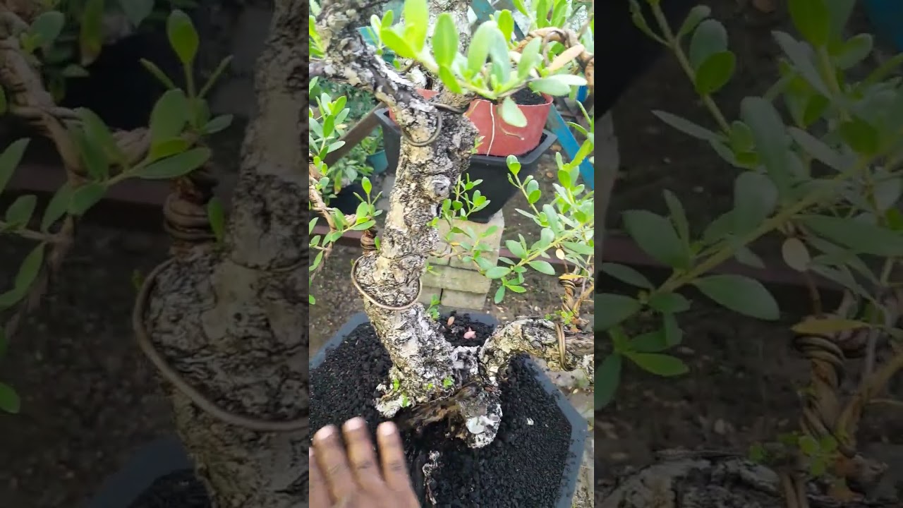 Tips Agar Bonsai Santigi Subur