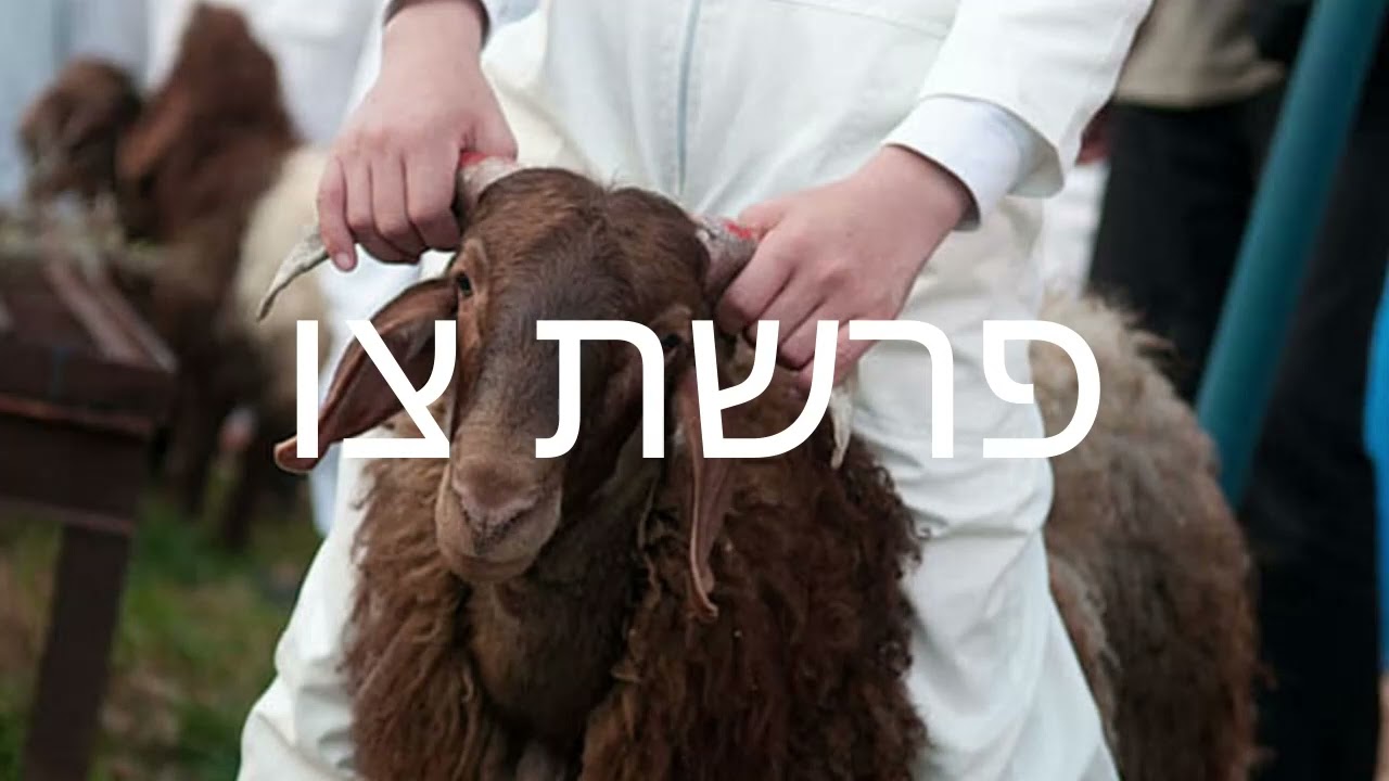 קריאת התורה | פרשת צו🔹 לחן טריפולטאי* * *
