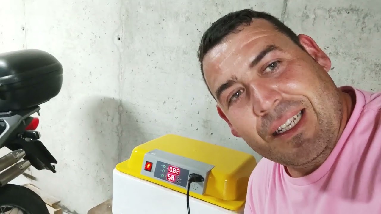NACIMIENTO POLLITOS DE INCUBADORA