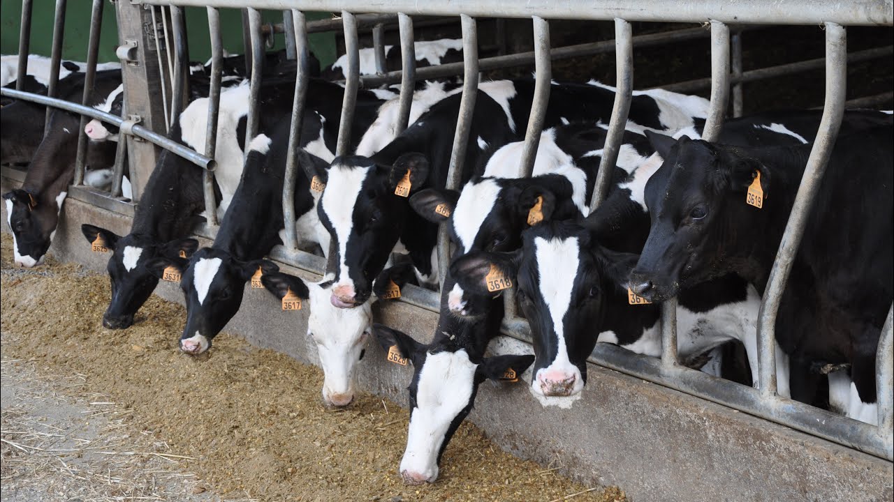 Plus de suivi autour de l'élevage des génisses