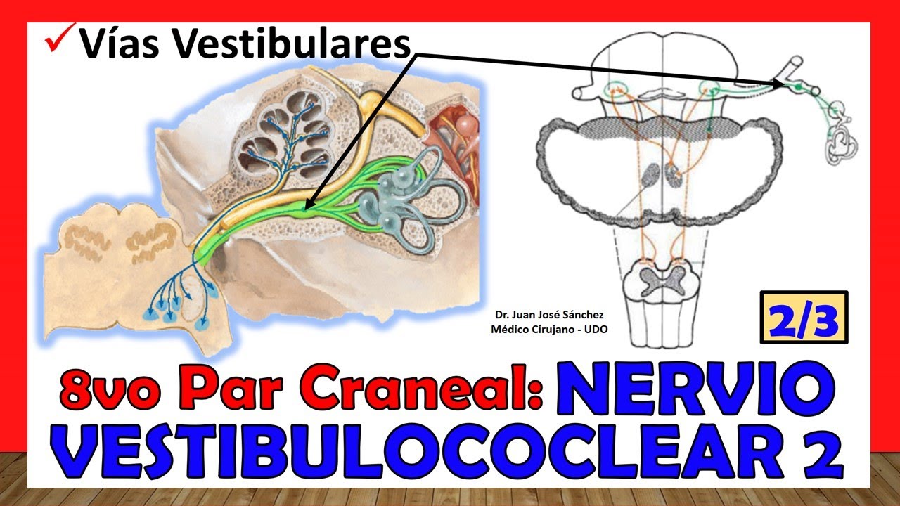 🥇 8vo Par Craneal - NERVIO VESTIBULOCOCLEAR 2/3 - Vías Vestibulares (Del Equilibrio)