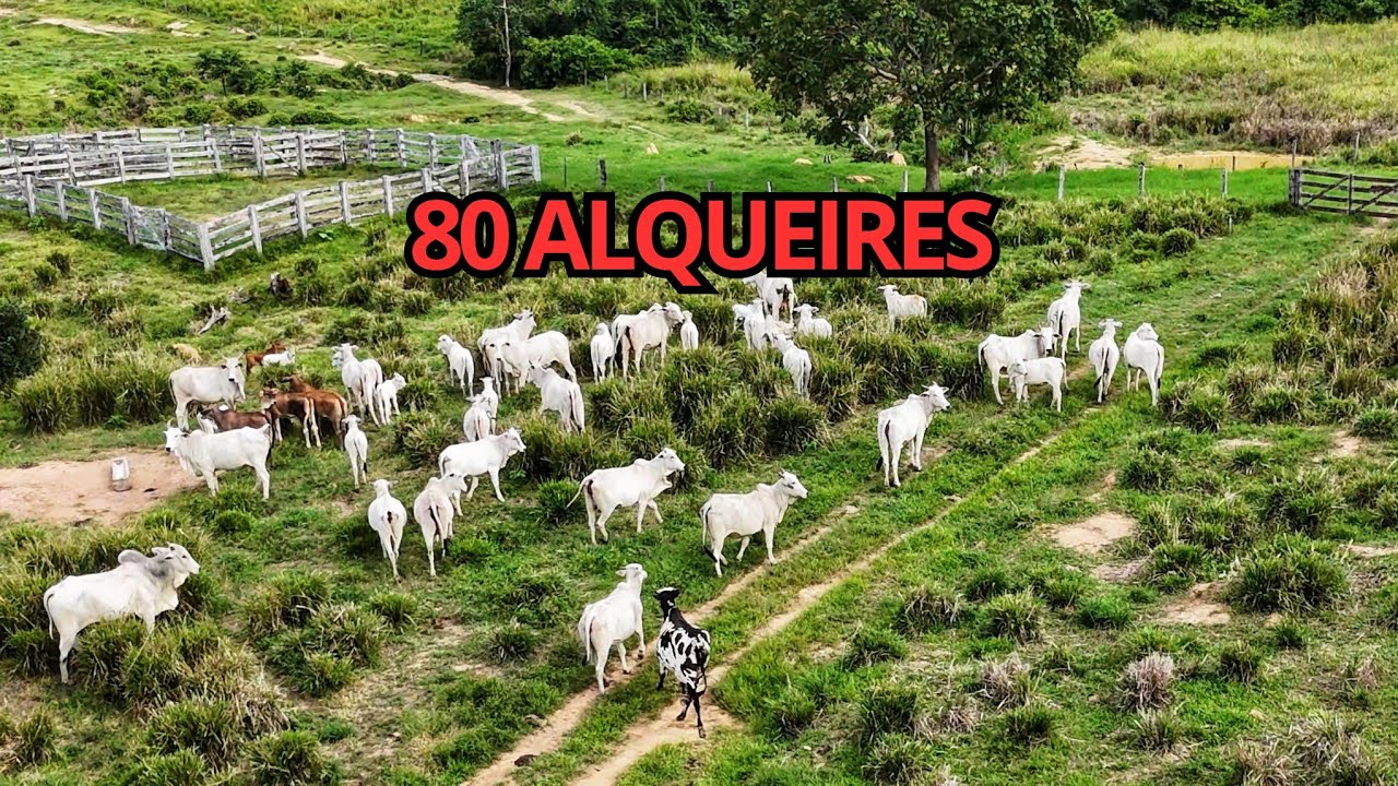 Uma Fazenda muito boa para criação de gado em São Félix do xingu Pará.  80 alqueires