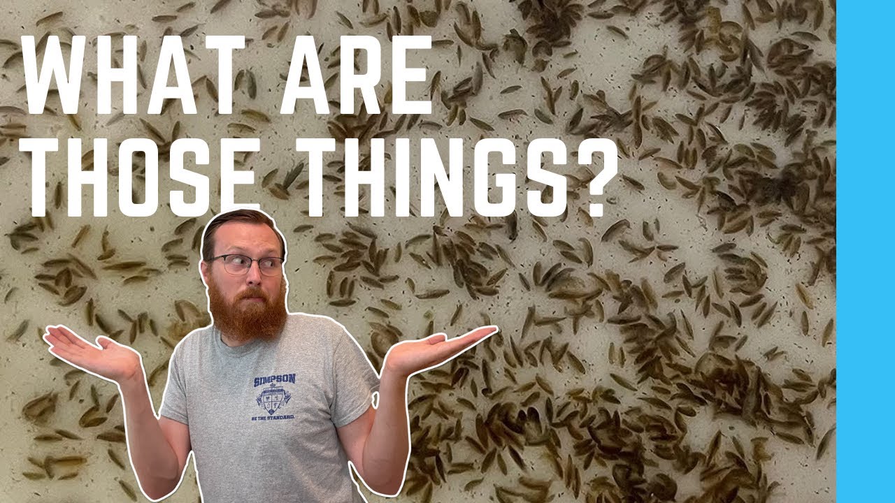 Amazing Live Food for Aquarium Fish | How to set up a Scuds Culture