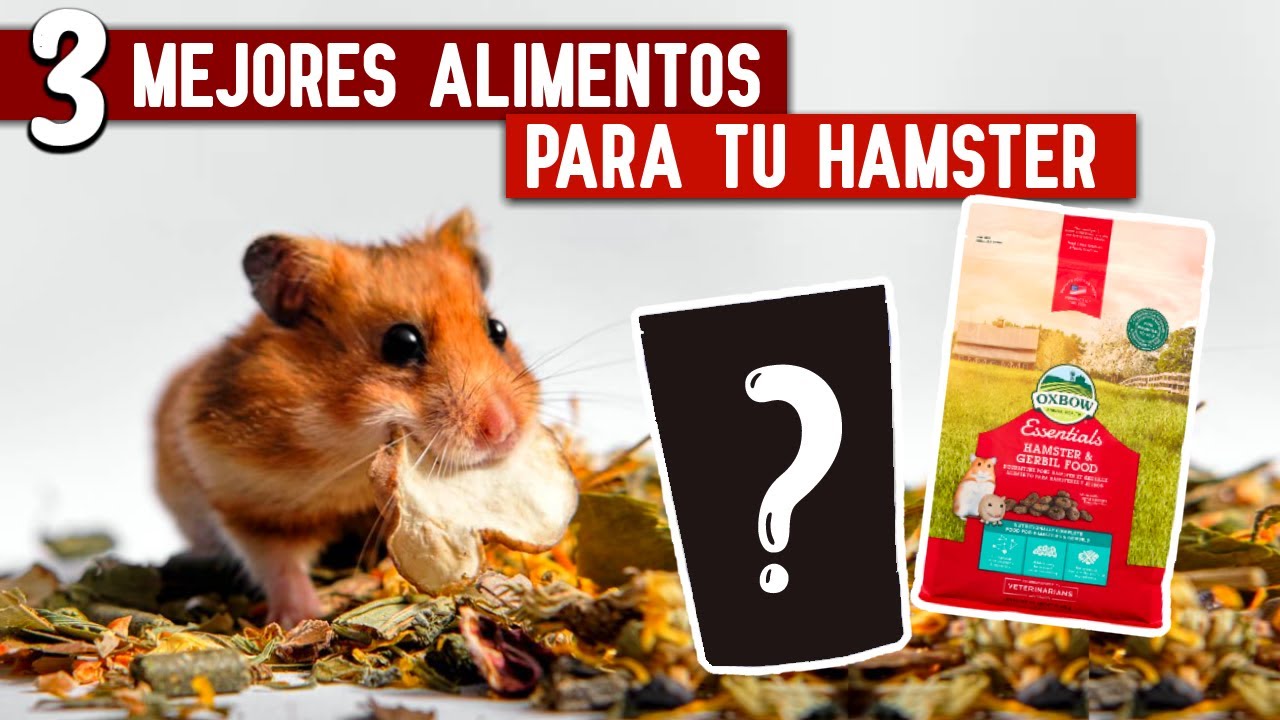 🐹✔️3 MEJORES ALIMENTOS para tu HAMSTER!