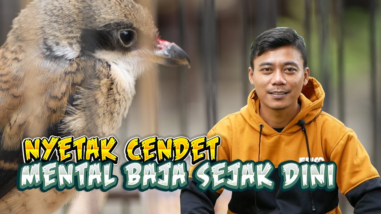 Rahasia Nyetak Membuat Cendet Trotol Agar Mempunyai Mental Baja dan Fighter