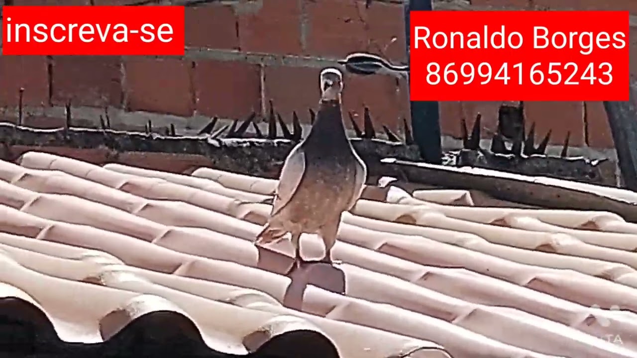 POMBO CORREIO, RONALDO BORGES, PROVA DE 288KM. 2022