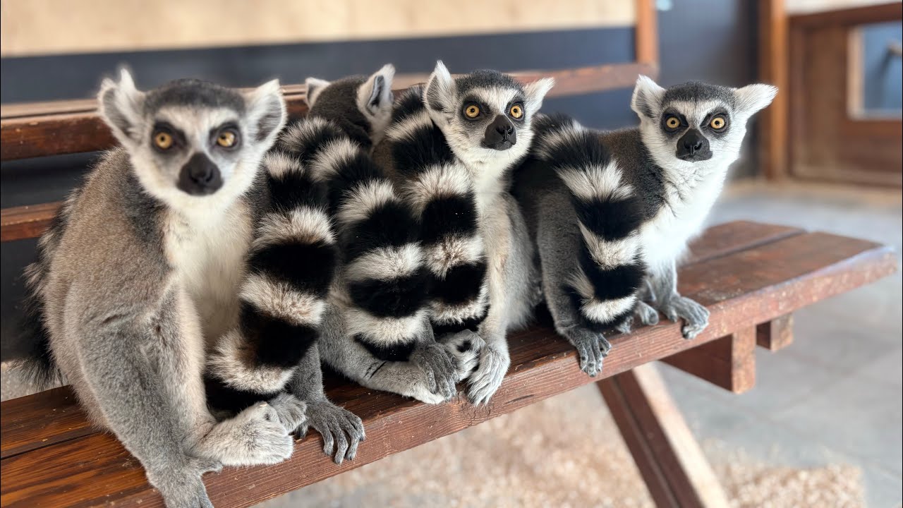 A Day of Joy at Rakši #zoo 