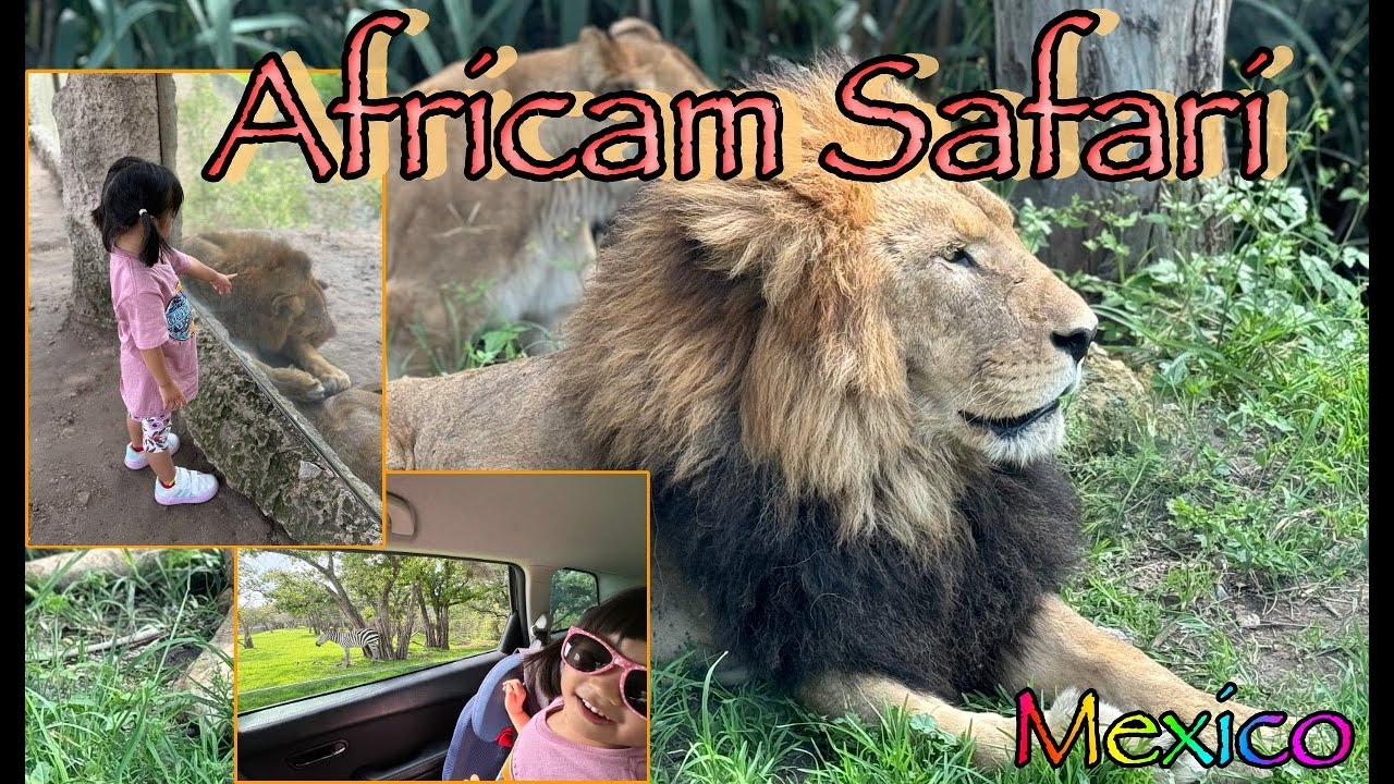 【サファリパーク】3歳娘と一緒にメキシコのアフリカンサファリに行ってみた〜Africam Safari Mexico〜