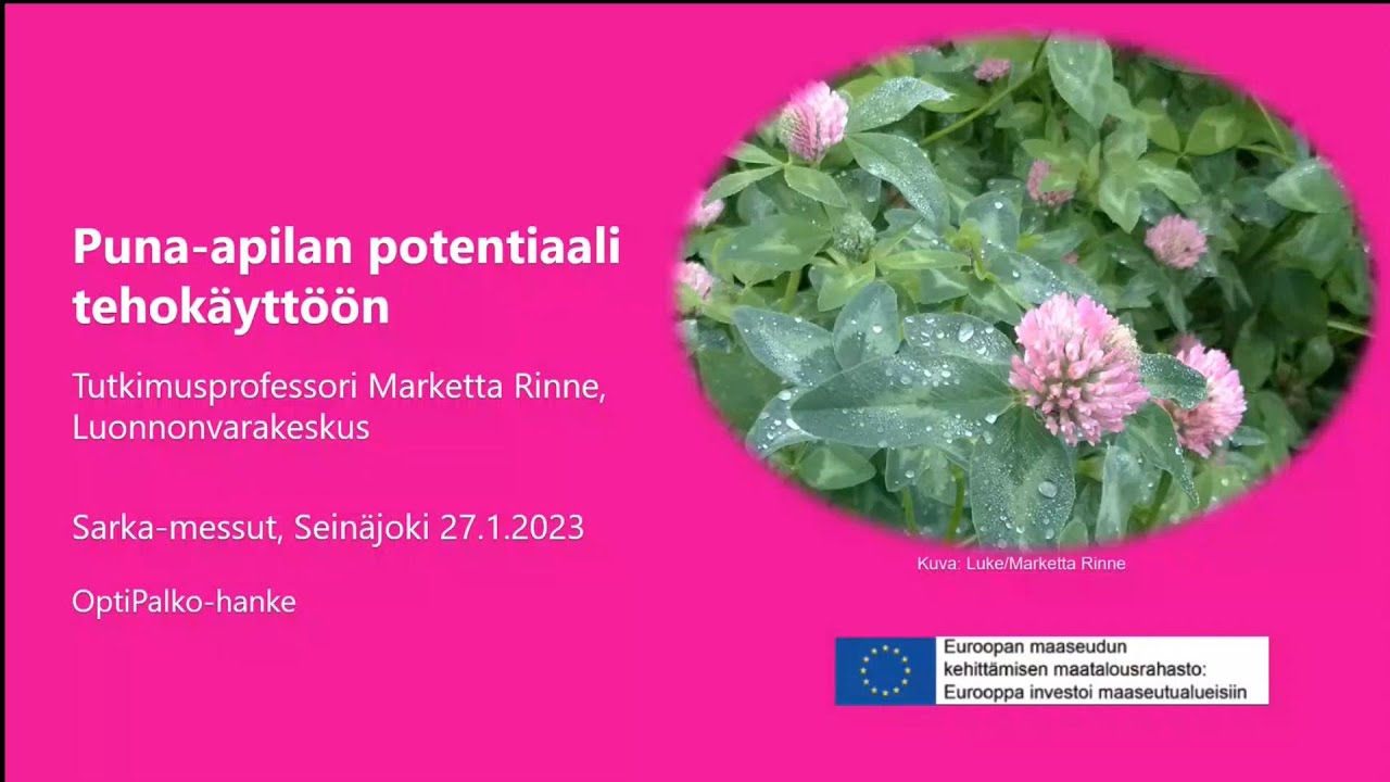 Puna-apilan potentiaali tehokäyttöön
