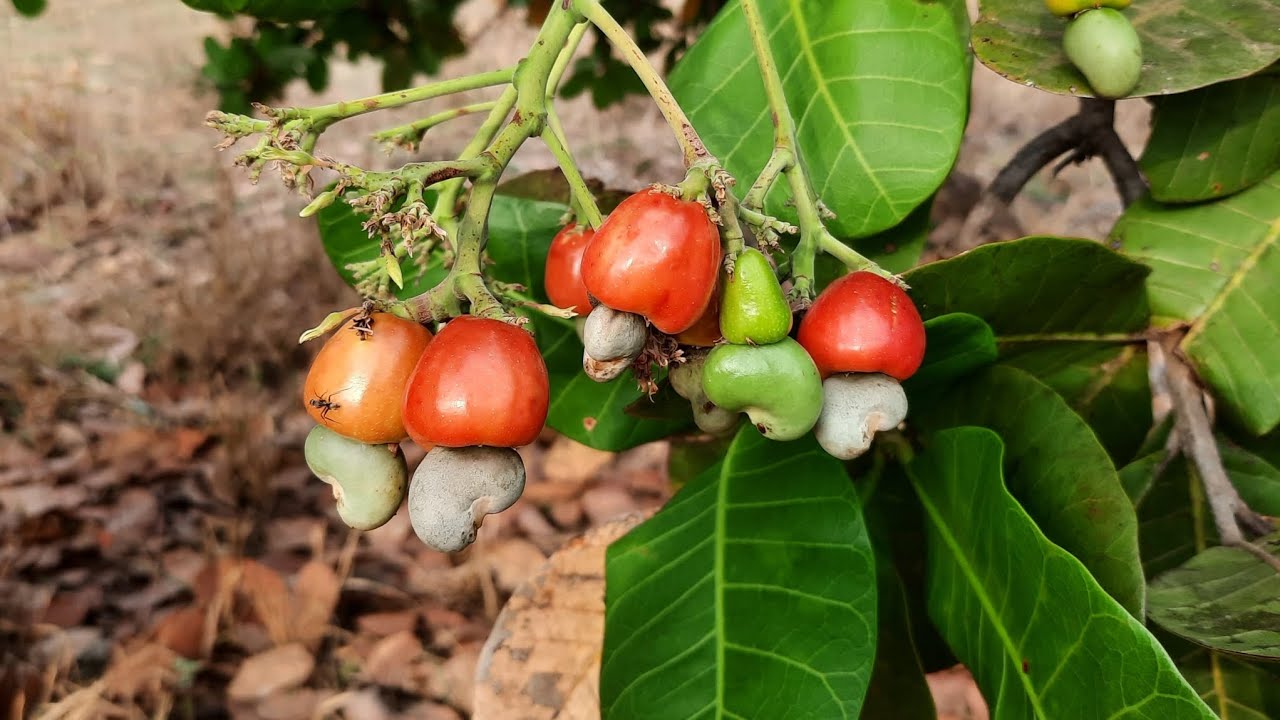 Um Passeio no Cerrado Goiano à procura de cajuzinhos😋🤠 Encontramos bastante 😃