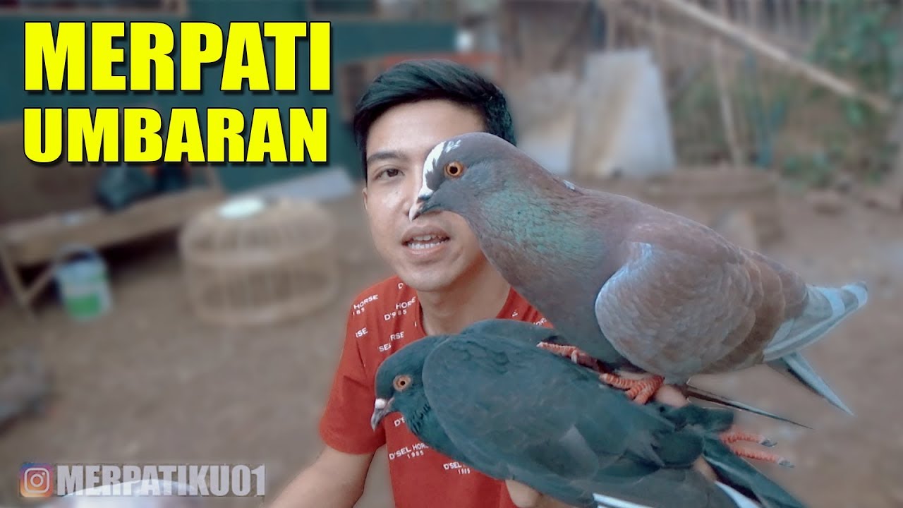 MERPATI KELABU MANGGIS GIRING ?!