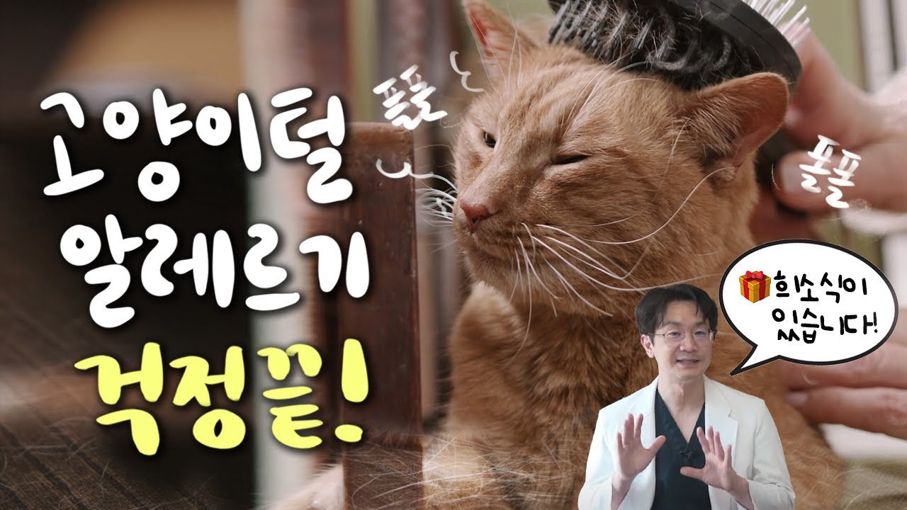 냥집사의 고민 '고양이 알레르기' 대비 방법!