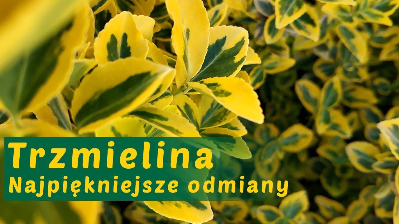 TRZMIELINA - NAJPIĘKNIEJSZE ODMIANY, CZY ZNASZ WSZYSTKIE? (Konkretny poradnik)