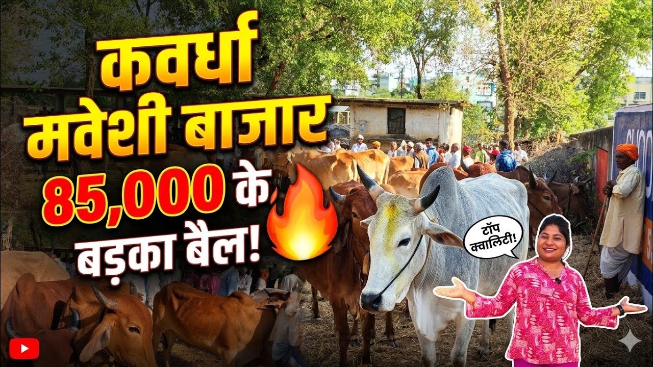 कवर्धा जिले के सबसे बड़ा मवेशी बाजार बैलों के रेट 80 से 85 हजार तक कवर्धा छत्तीसगढ़ // bail Bajar 