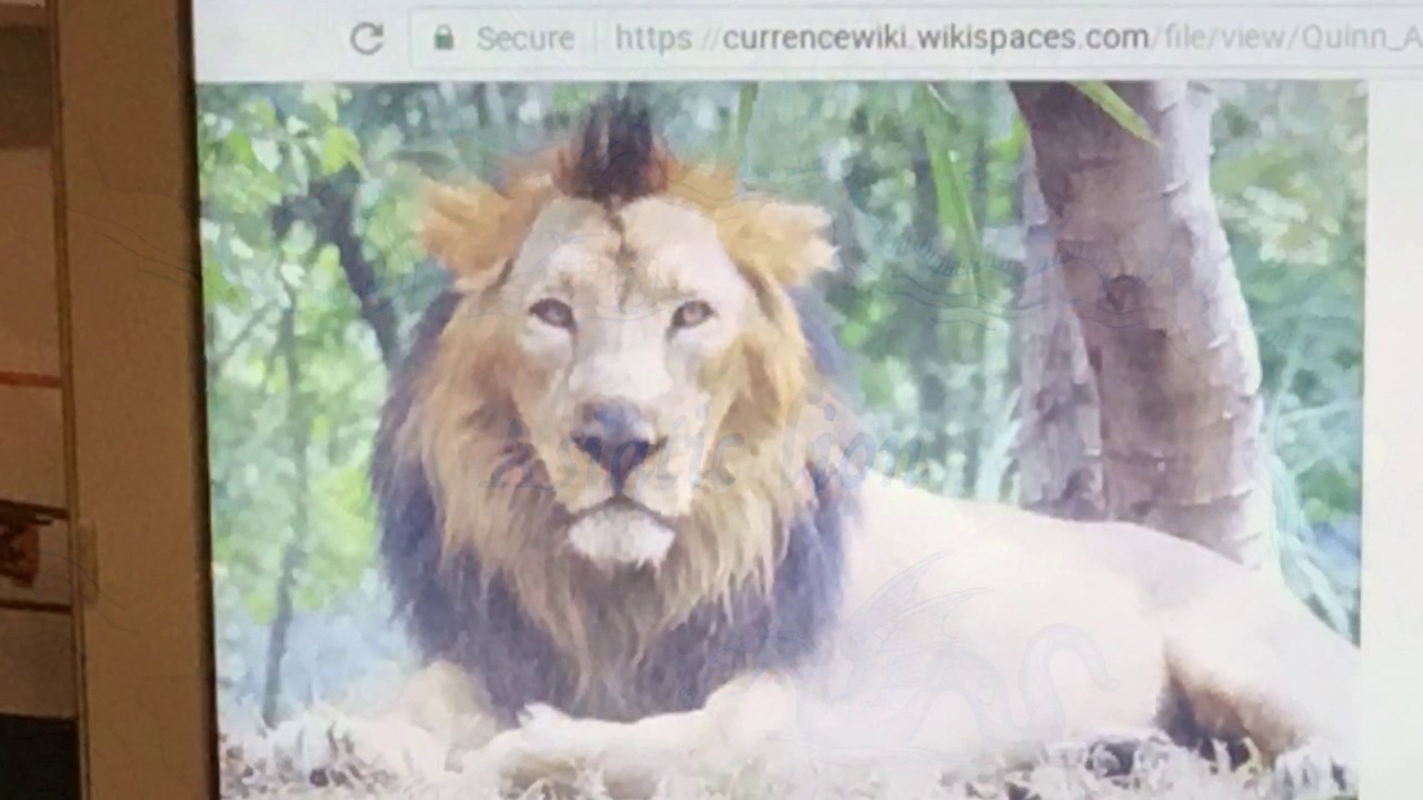 Indian  Mammals