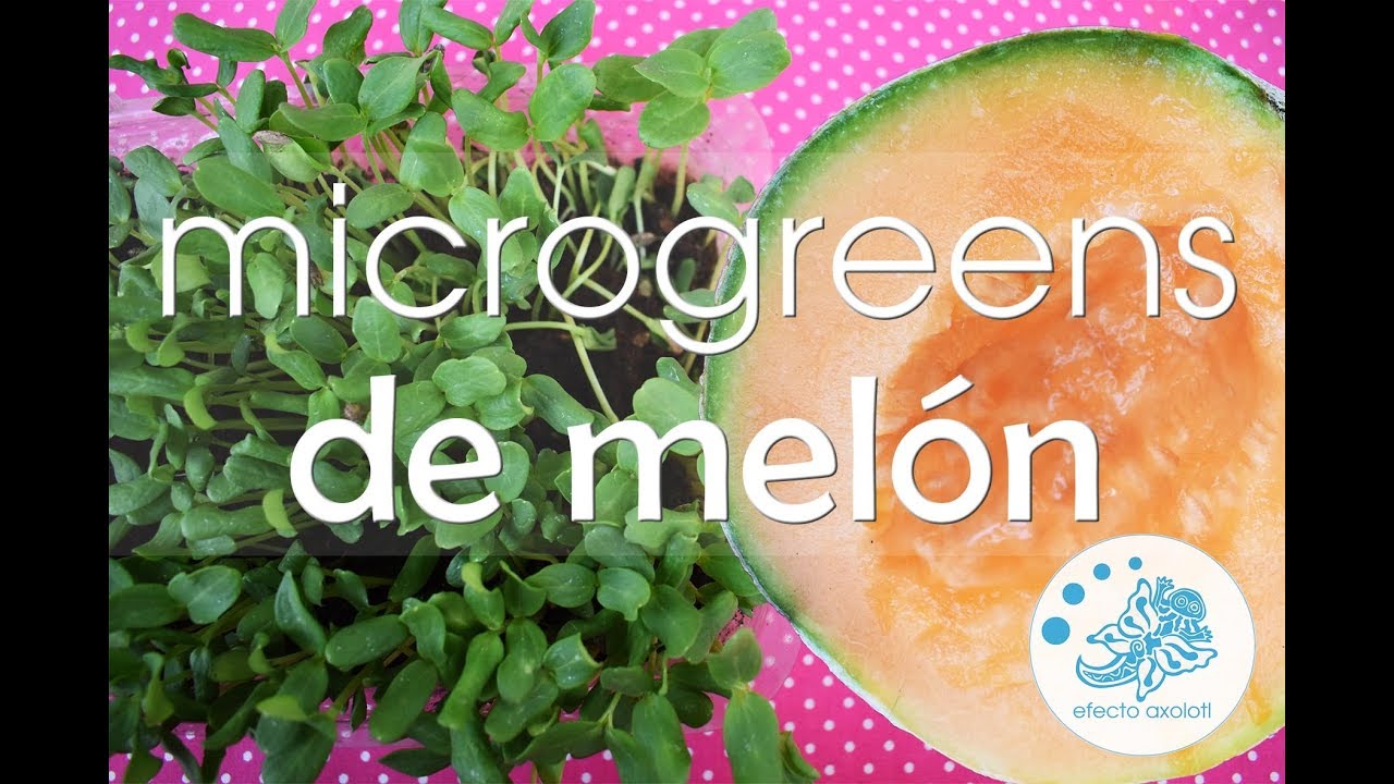 Microgreens de Melon