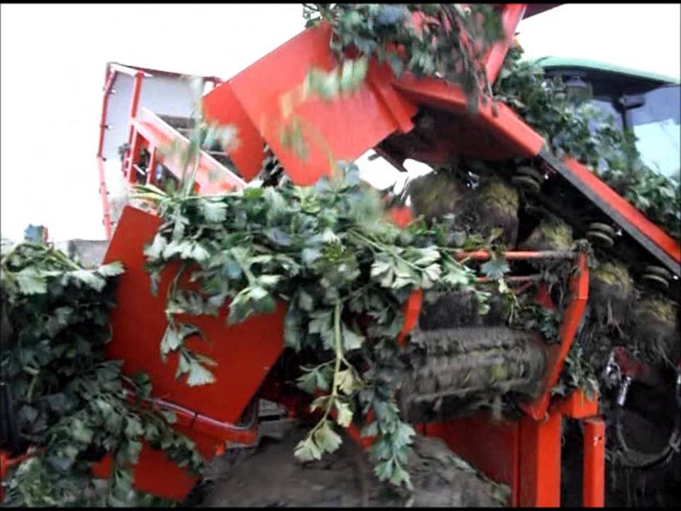 Deutz K100 + lauwers knolrooier