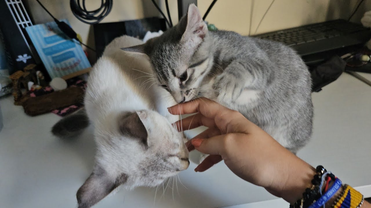 Human Returns After Trip And Is Greeted With Love💕