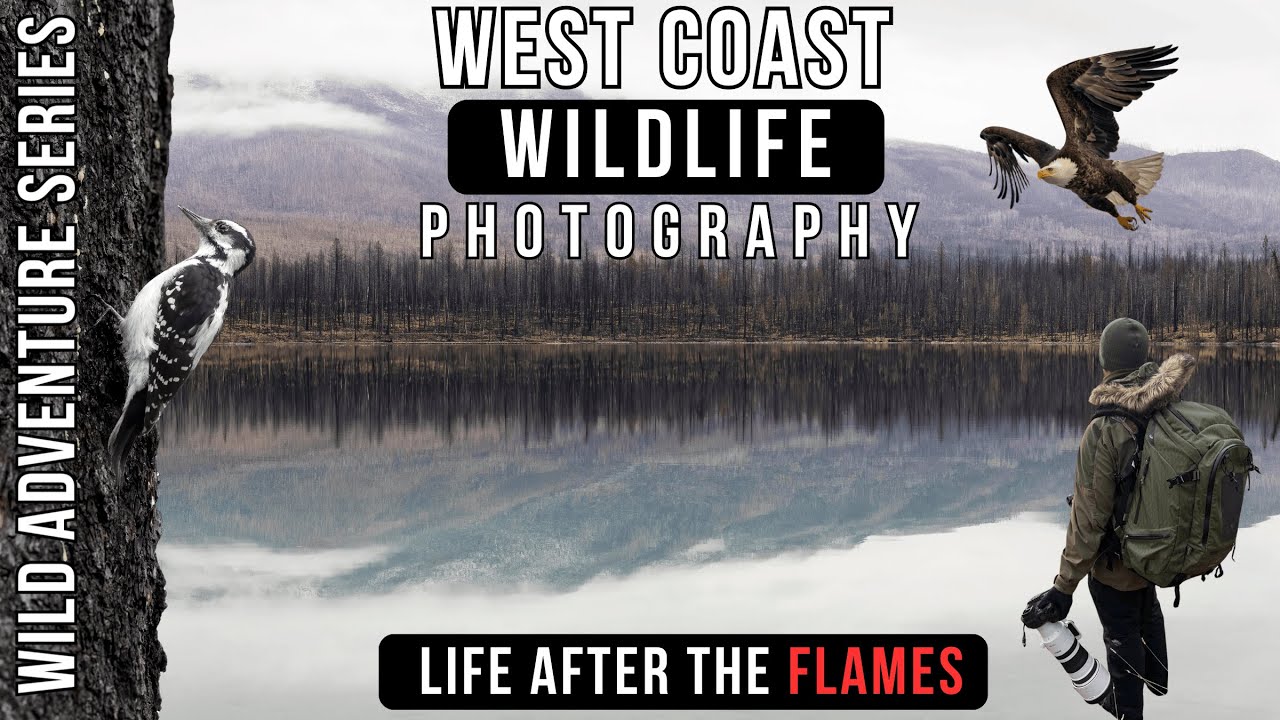 LIFE After the FLAMES | Wildlife Photography in Jasper’s Burned Wilderness Canon R3 + RF 100–300mm