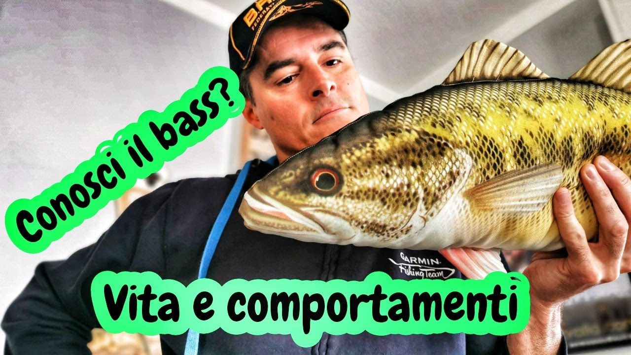 BASS FISHING : Vita e comportamenti del black bass by Luca Quintavalla