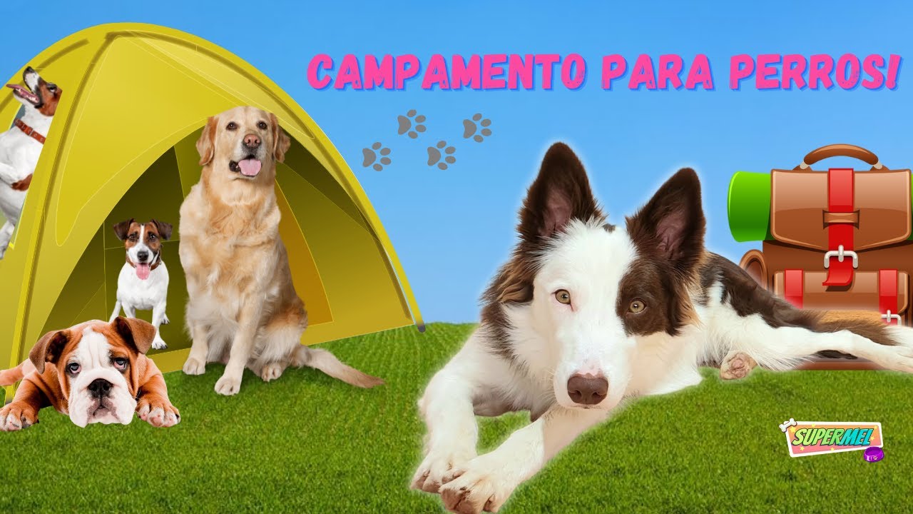 24 HORAS en un CAMPAMENTO para PERROS / Mel