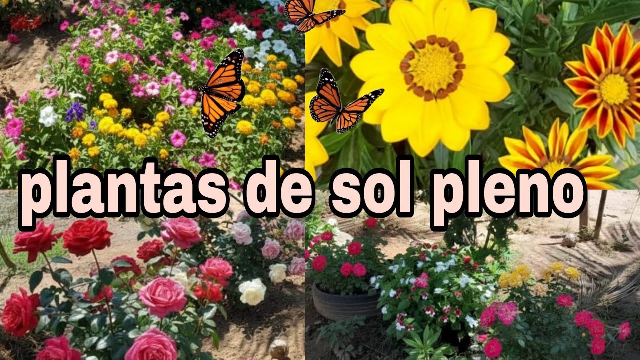 PLANTAS DE SOL PLENO QUE DÃO FLORES O ANO TODO