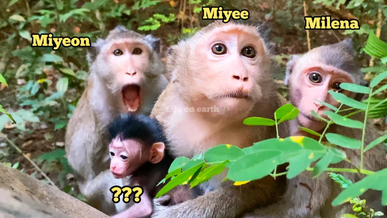 Hold family monkey( Miyeon,Miyee,Milena , MeanMean & ? )/lovely family monkey from Mahanokor troop