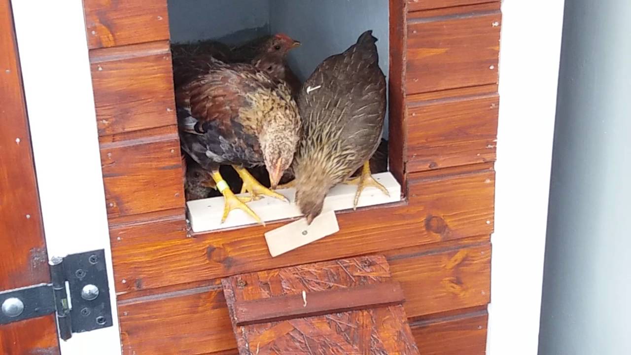Welsumer Zwergh&uuml;hner (7 Wochen) verlassen zum ersten Mal den neuen Stall