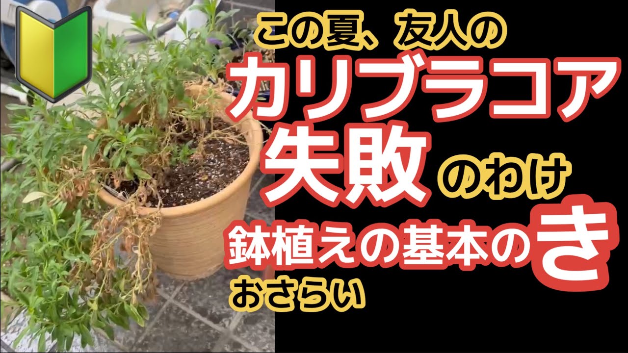 【カリブラコア花が咲かない】【原因と対処】後半は初心者さんへ鉢植えアドバイス・友人の花へのアドバイスが足りなかった！反省の考察