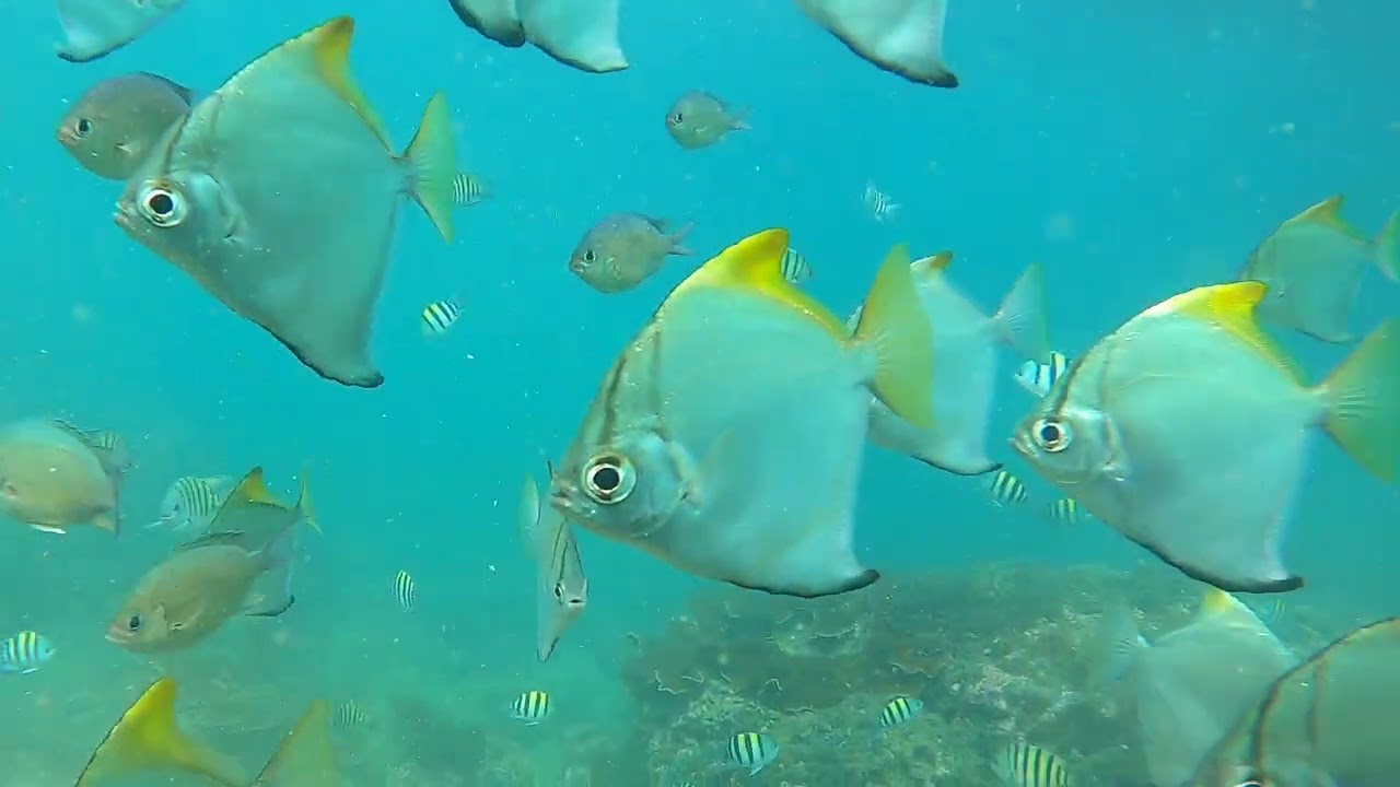 Sergeant major fish 🐠 &. Silver moony fish 🐟