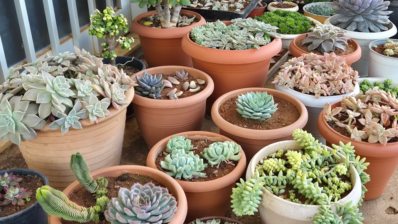 Why do we need to repot succulents after purchasing them?