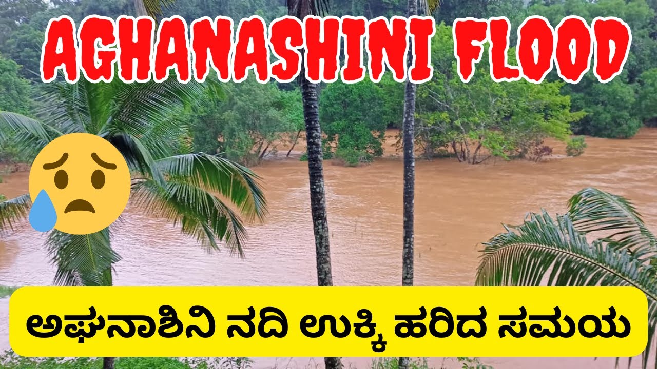 Aghanashini River flood in Monsoon Season | #ಅಘನಾಶಿನಿ ನದಿ ಪ್ರವಾಹ | #aghanashini #malenadu #flood