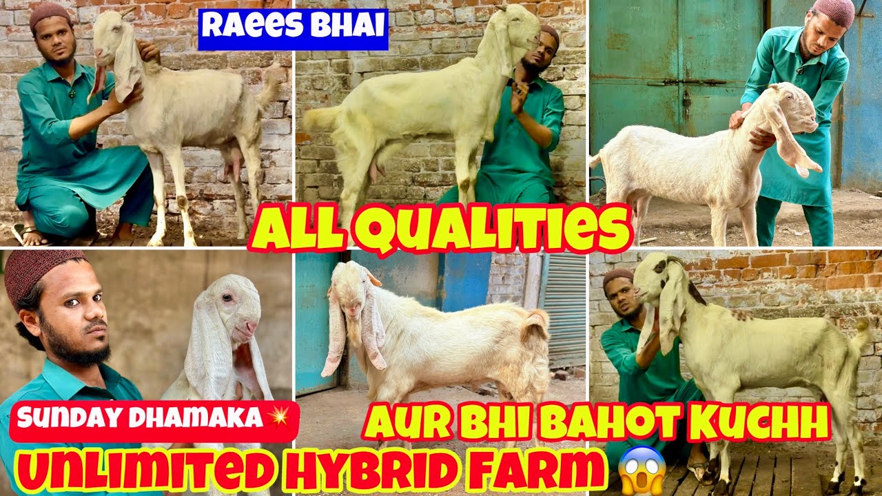 Le Jaao Raees Bhai Kee Gulabi lambe Kaan Ki Quality Hybrid Hyderabadi Nasal Ke Bakra bakri #goat 