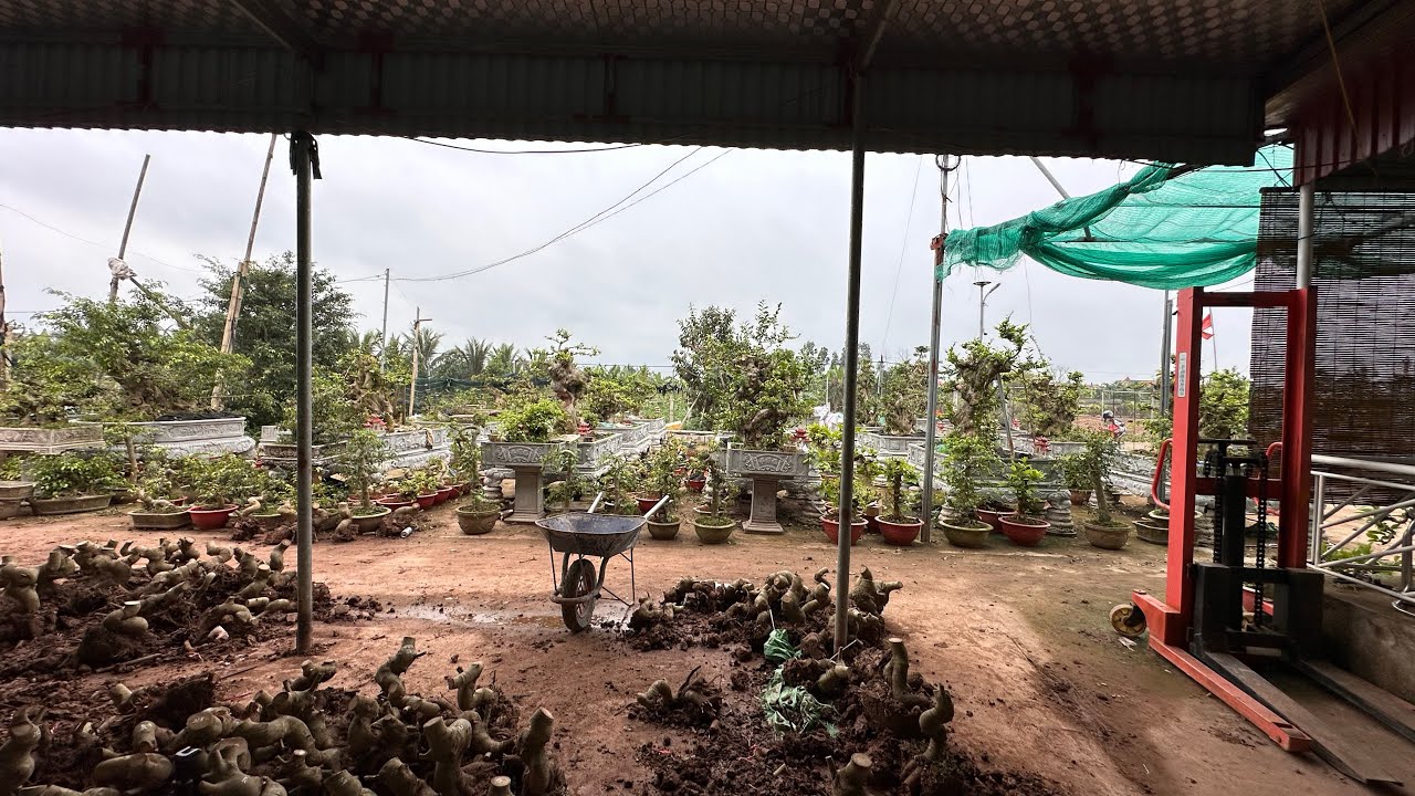 Giá phôi sanh cung C lùn lực 3/3/26 đt 0337496058