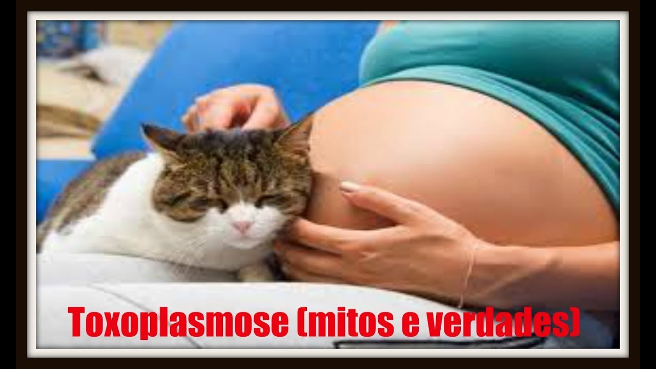 Toxoplamose (mitos e verdades): a doen&ccedil;a do gato.