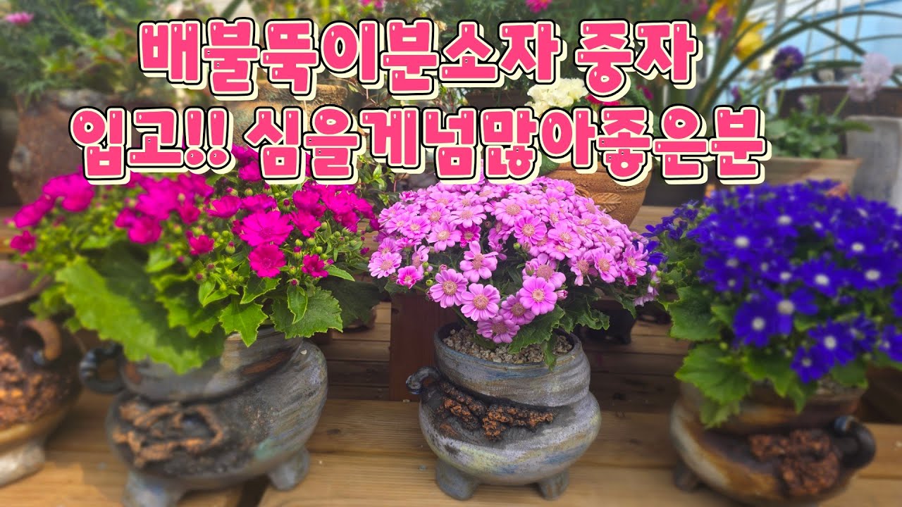 배불뚝이분~소자 중자입고!!심을게많은분♡♡   010-5000-4336