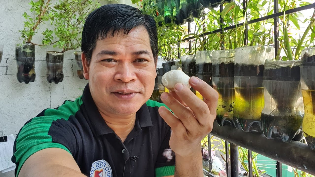 PAPAANO MAGTANIM NG GARLIC/BAWANG SA PET BOTTLE (with ENG sub)