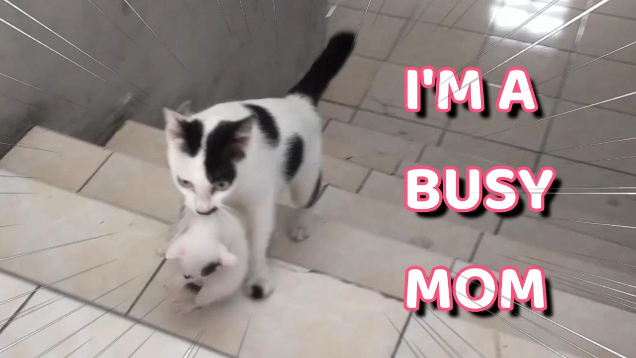 RESCUED MOTHER CAT STRUGGLING AND RESTLESS BEFORE HEAD FOR THREE CHILDREN