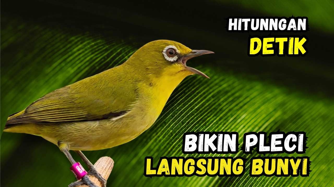 Pleci Betina Birahi Memanggil Jantan, Pleci Jantan Langsung Gacor