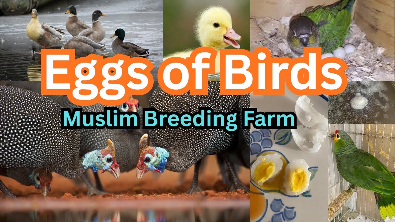 Amazing Eggs Collection of Sun Conure Parrots, Rabbits & Ducks | Breeding Setup at Muslim Wildlife