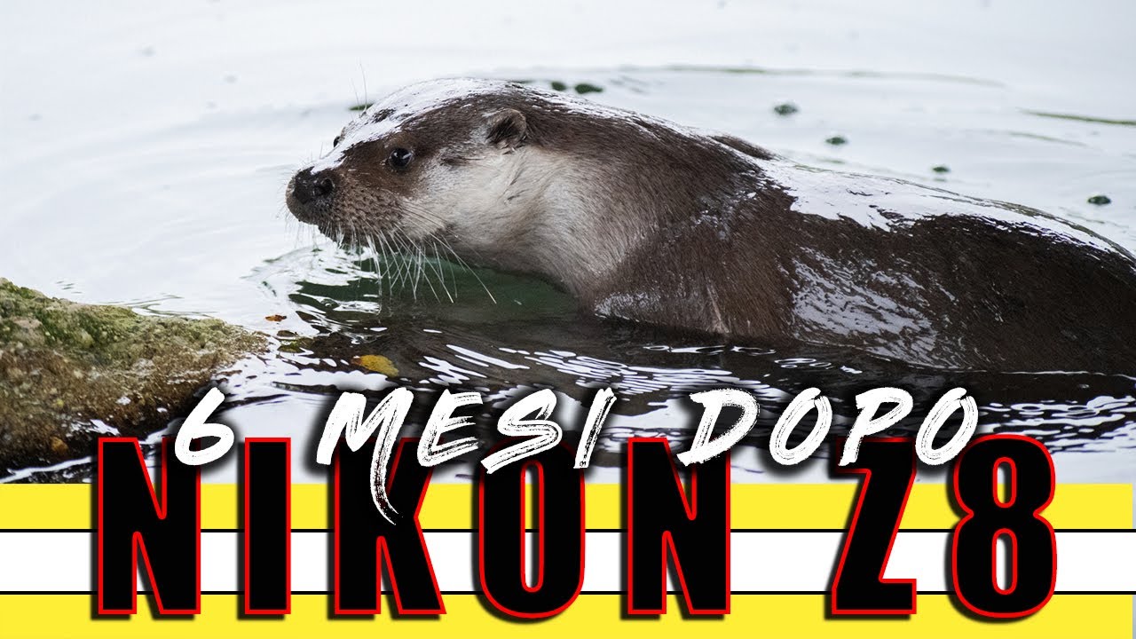 NIKON Z8 SEI MESI DOPO