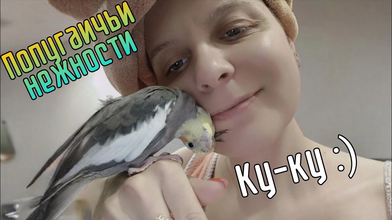 Попугаичьи нежности. Попугай корелла любит нежности и поцелуйчики))