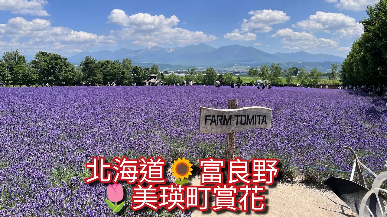 北海道🌳富良野🌻美瑛町🪻薰衣草園