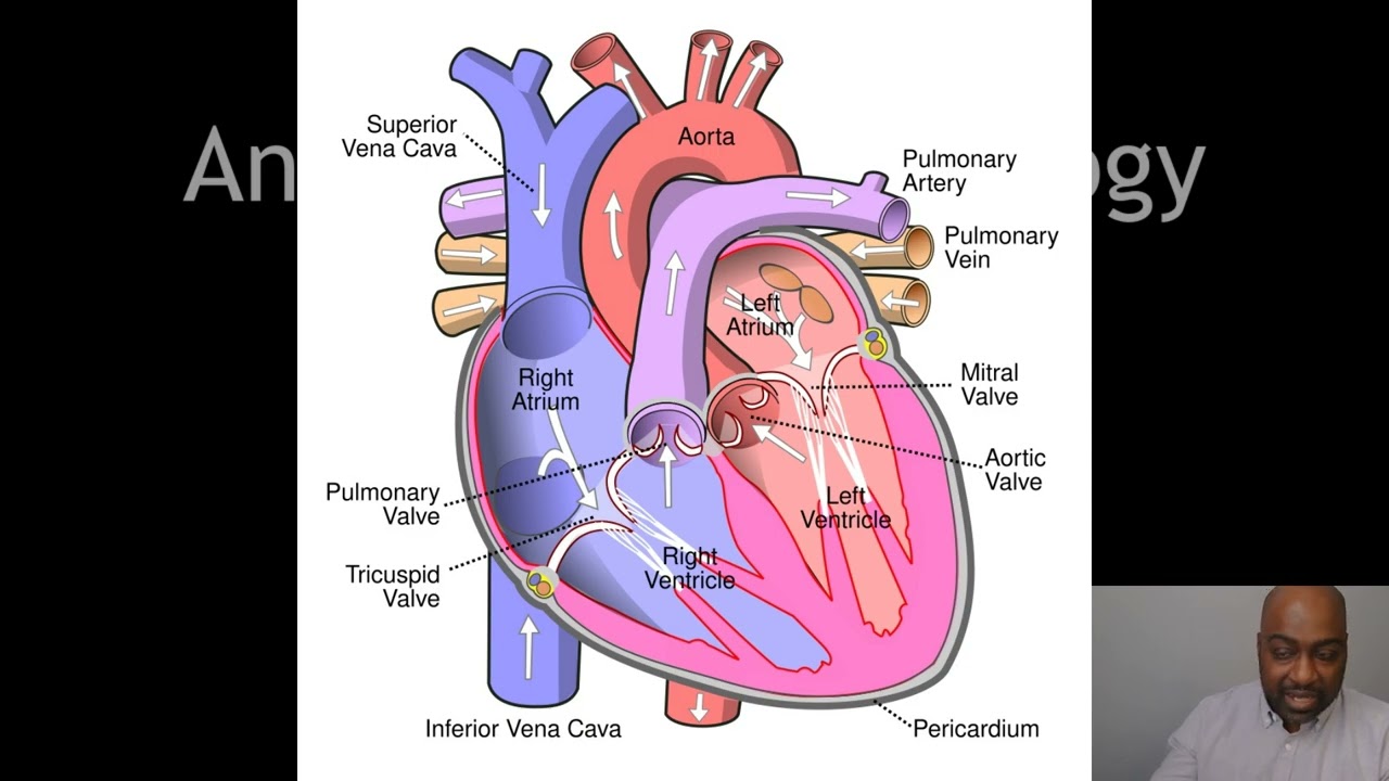 Anatomy & Physiology | Cardiovascular