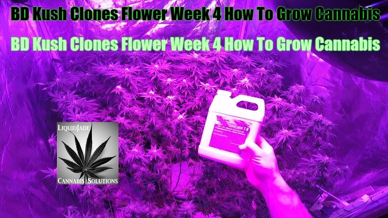 BD Kush Clones Flower Week 4 How To Grow Cannabis