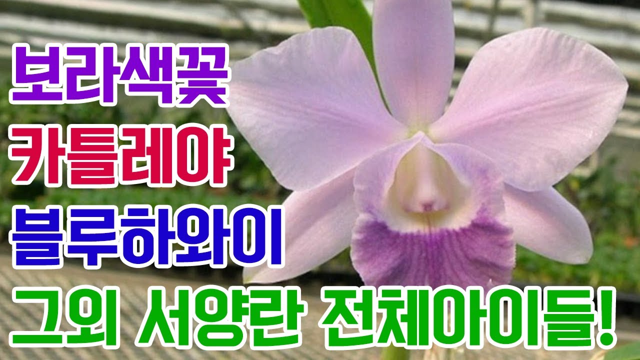 보라색꽃! 카틀레야 블루하와이 그외 서양란 전체 아이들 보세요&난자재 영양제 살충제 기타 [꽃밭에서 난원] 매혹적인 덴드로비움 초특가 orchid 희귀난 반려식물 풍란 석곡  