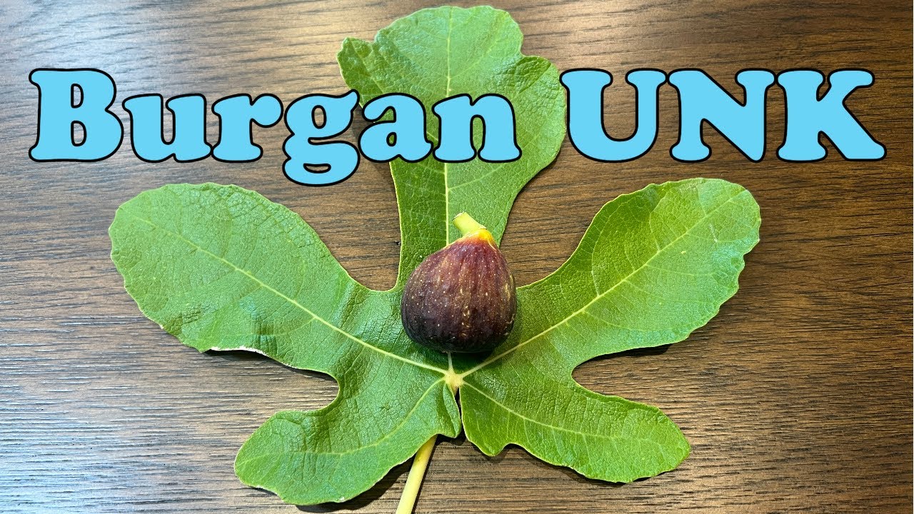 Burgan Unknown Fig Tasking