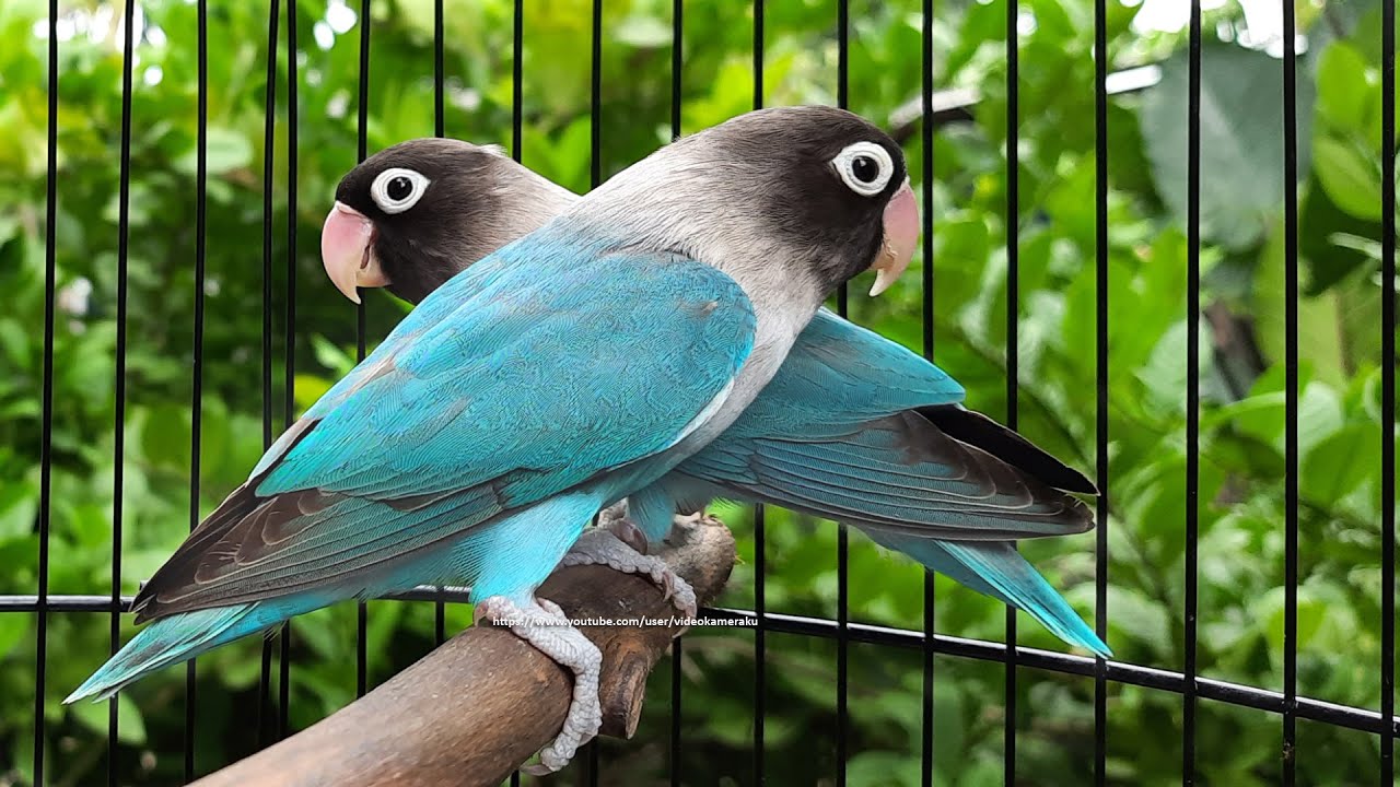Lovebird Chirping Sounds 6 Hours - Pair of Cobalt Black Masked