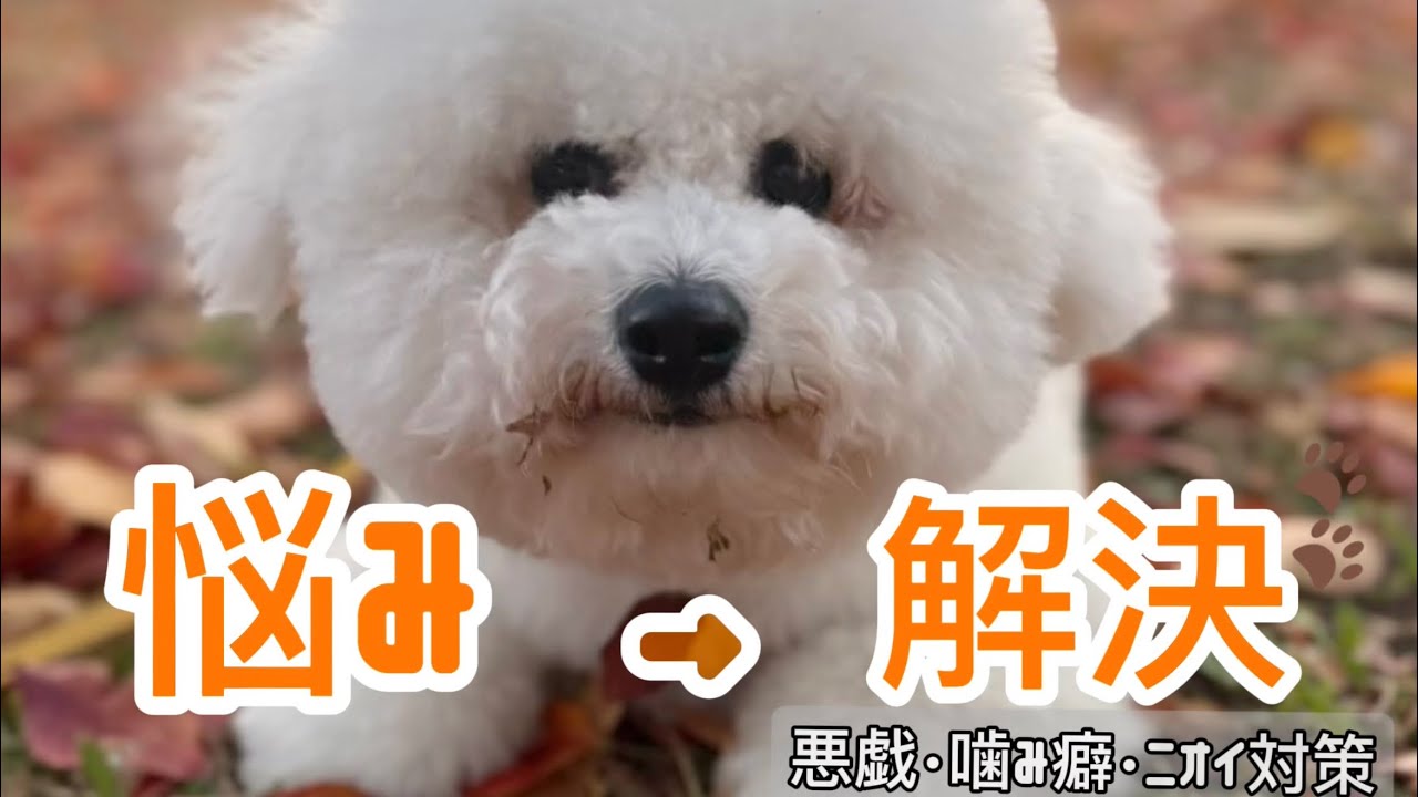 犬の悩み これで解決！悪戯・噛み癖・ニオイ対策まとめ【ビションフリーゼ】【コパン】
