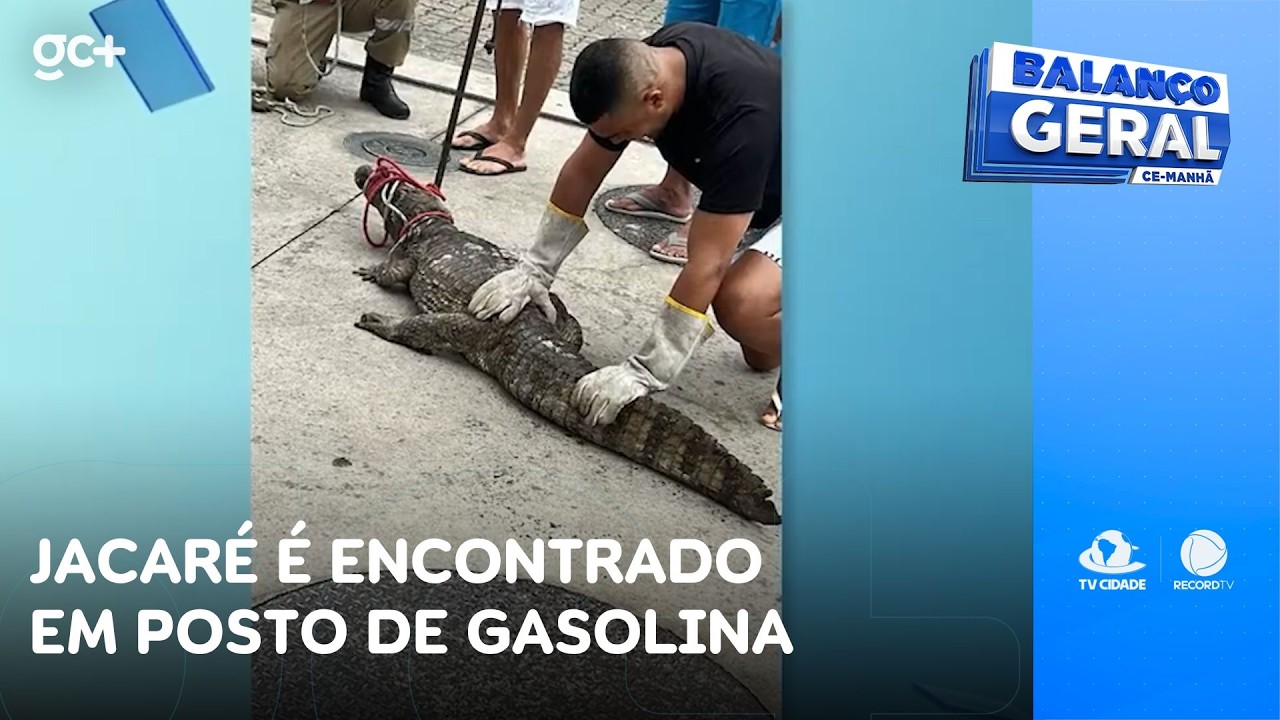 Jacaré é encontrado descansando em posto de gasolina em Itaitinga | Balanço Geral CE Manhã